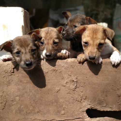 Childlife Foundation India - Child Education and Rights Hunger of Animals Childlife Foundation India Hunger of Animals