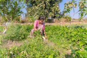 A South Asian female farmer harvesting crops in a lush green Indian farm field under the sun.